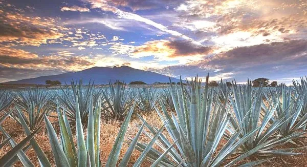 Mexican Rail Spectacular