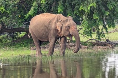 Sri Lanka By Local Rail