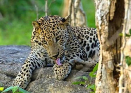 Sri Lanka By Local Rail